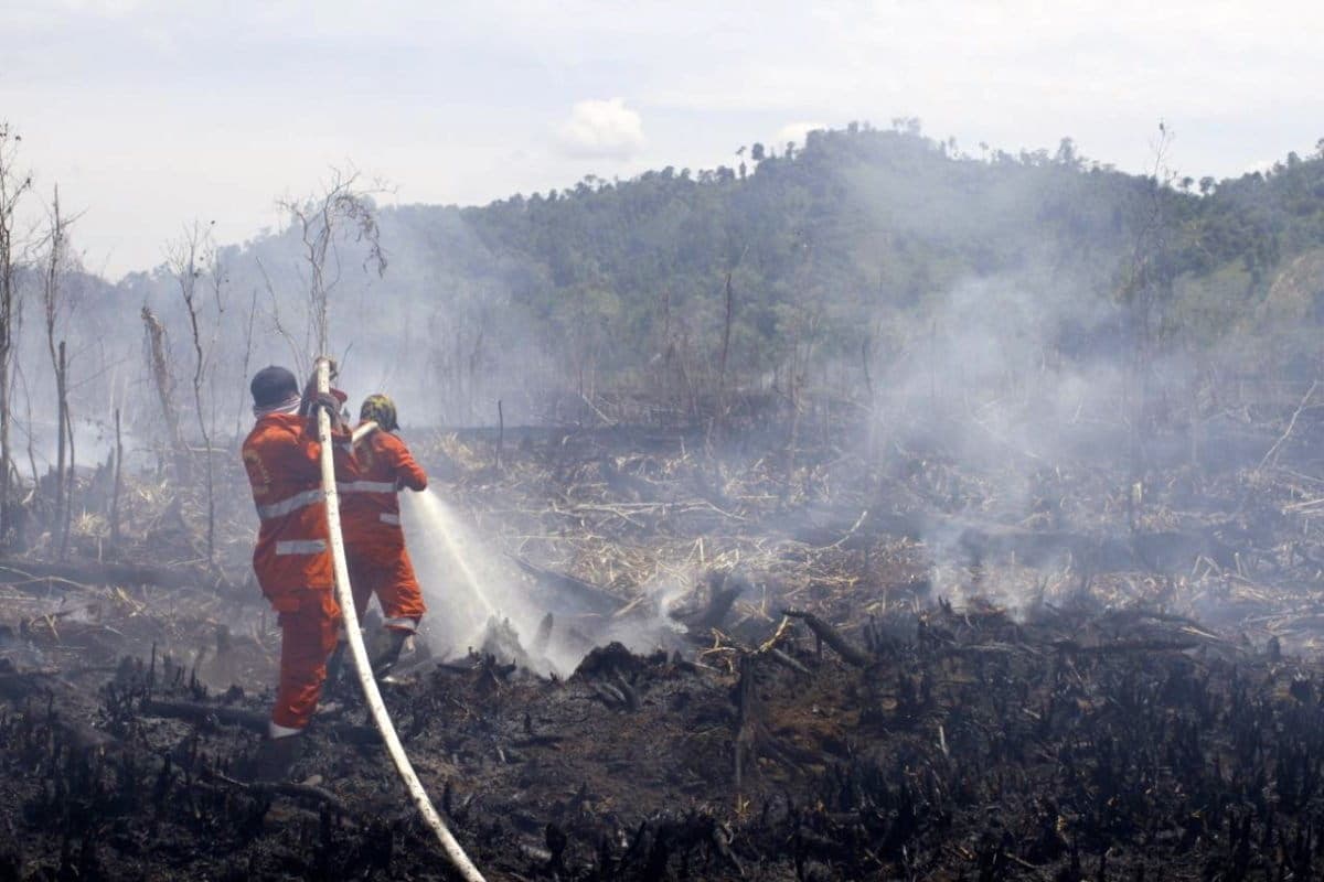 Polisi Tetapkan Tersangka Pembakaran 80 Hektare Hutan di Koltim